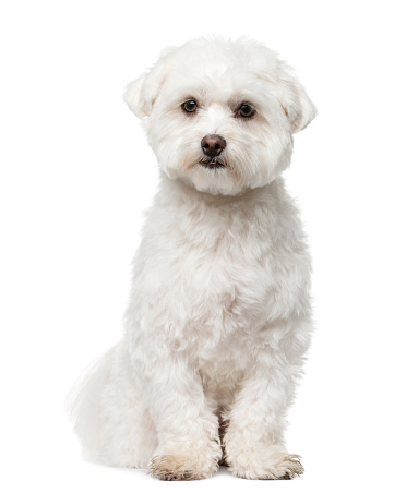 Maltese / Maltipoo