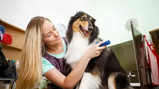 Auxiliar Peluquería Canina